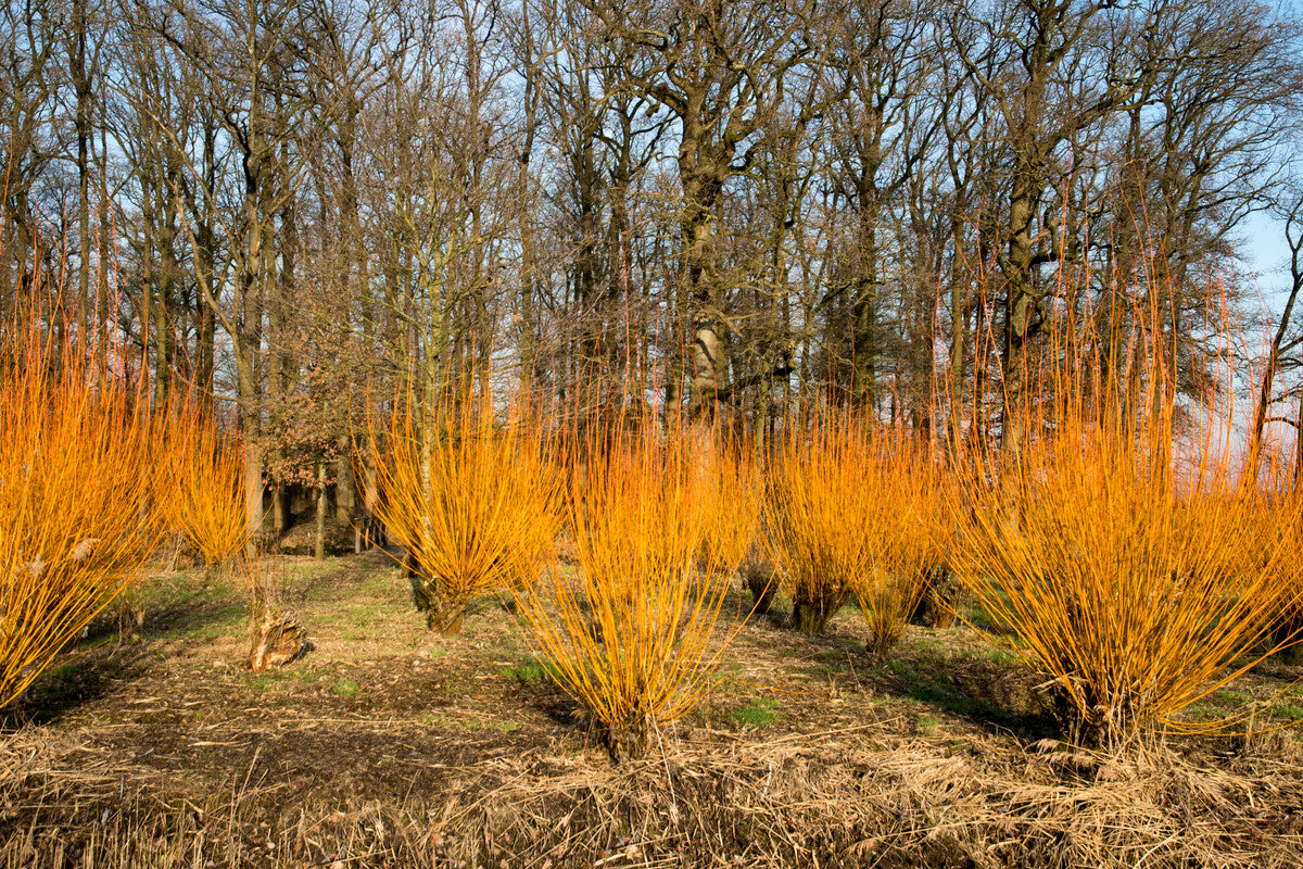 Salix alba ‘Chermesina’