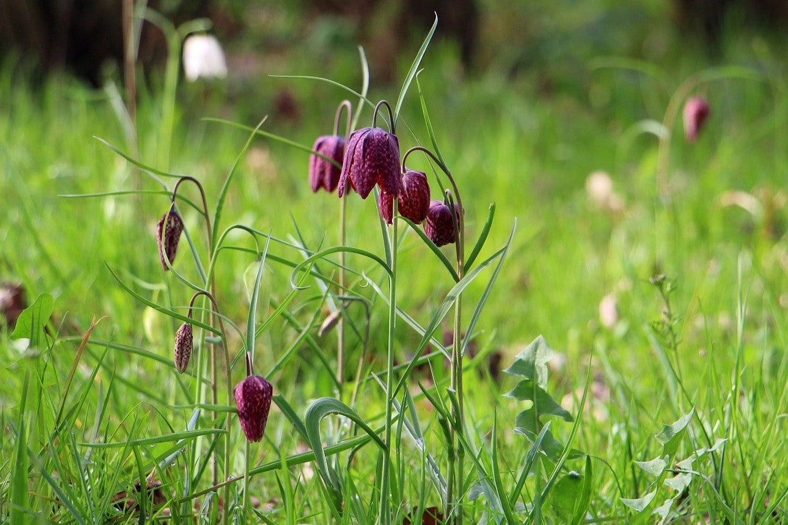 Snakes Head Fritillary