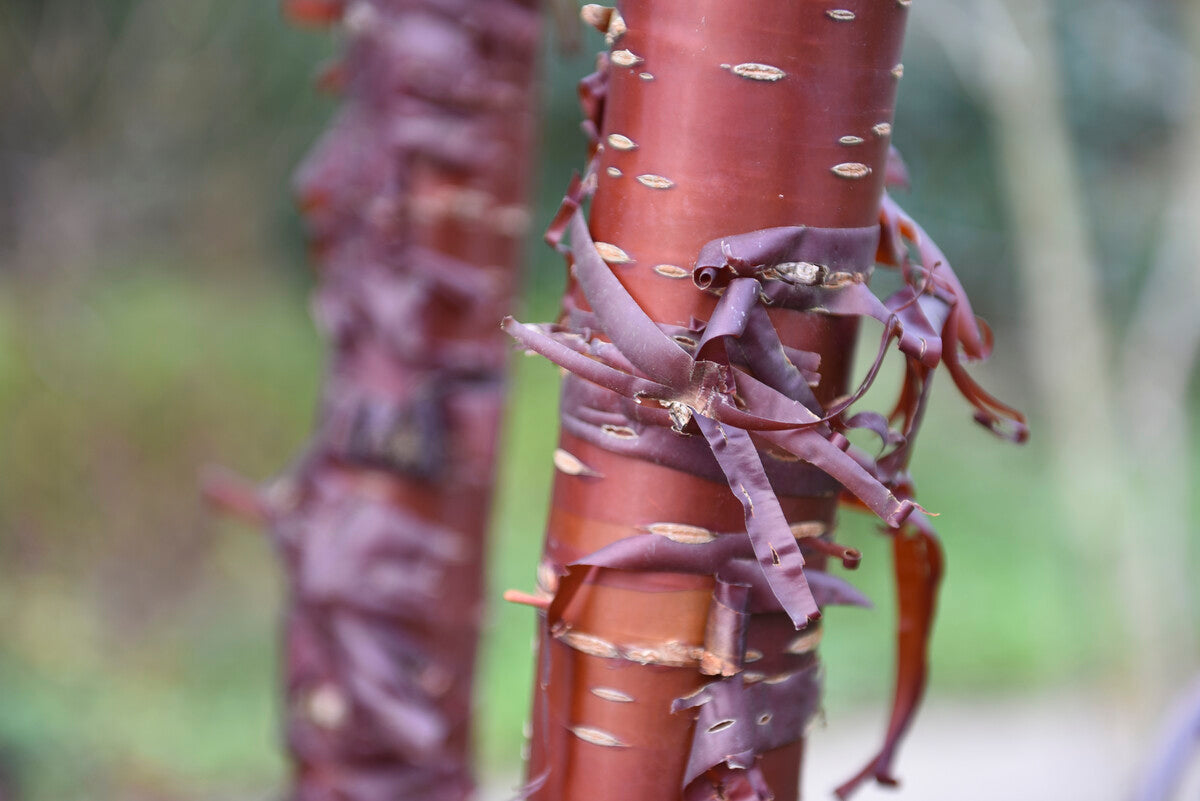 tibetan cherry