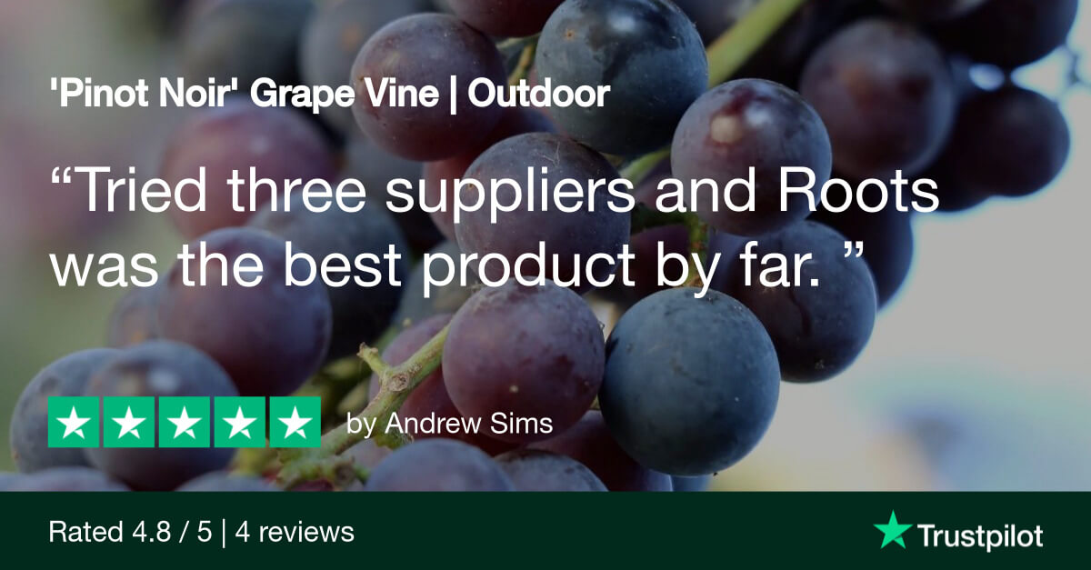 Grape vine review: "Tried three suppliers and Roots was the best product by far."
