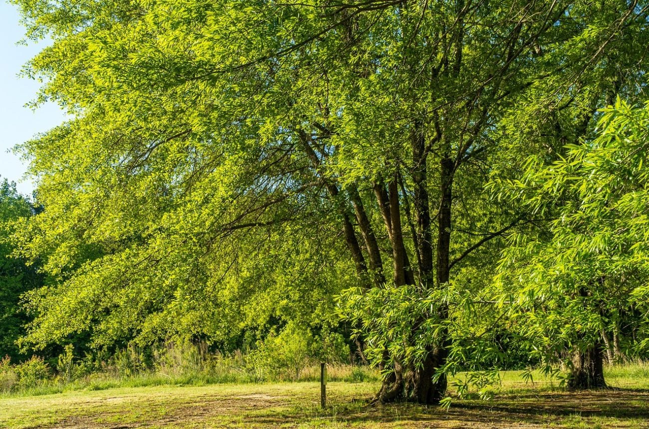 Walnut tree