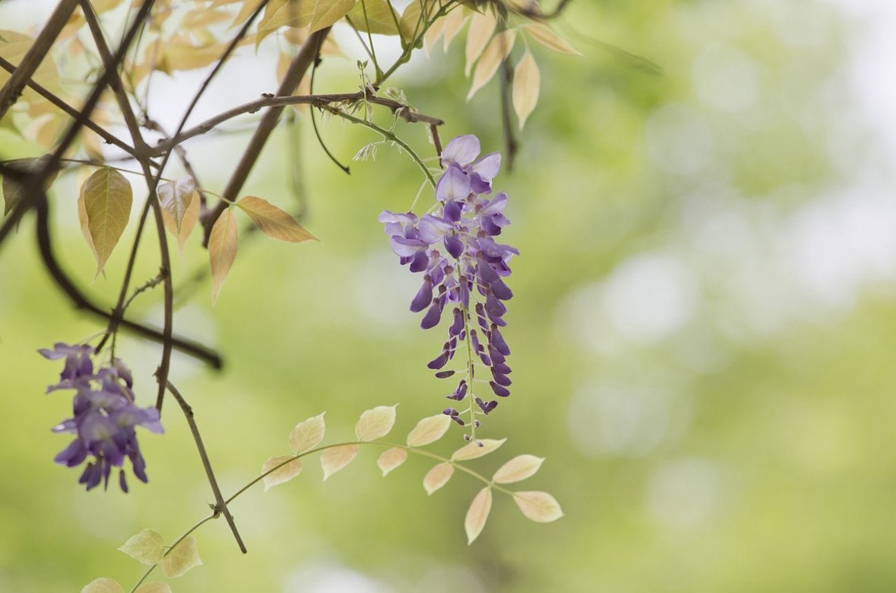 Wisteria flower