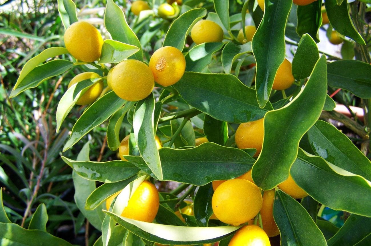 abundant lemons growing on a tree