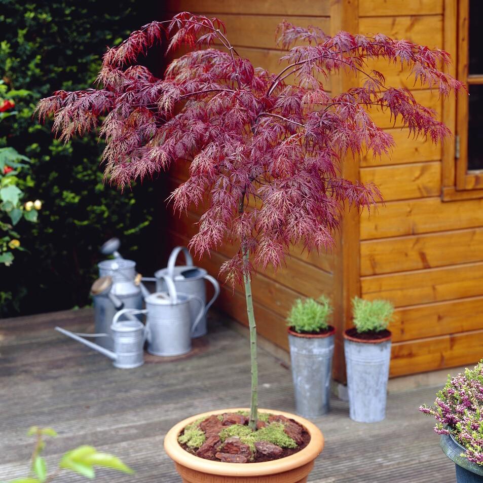 acer garnet