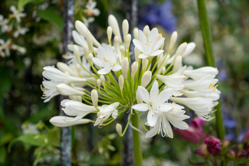 agapanthus flowering