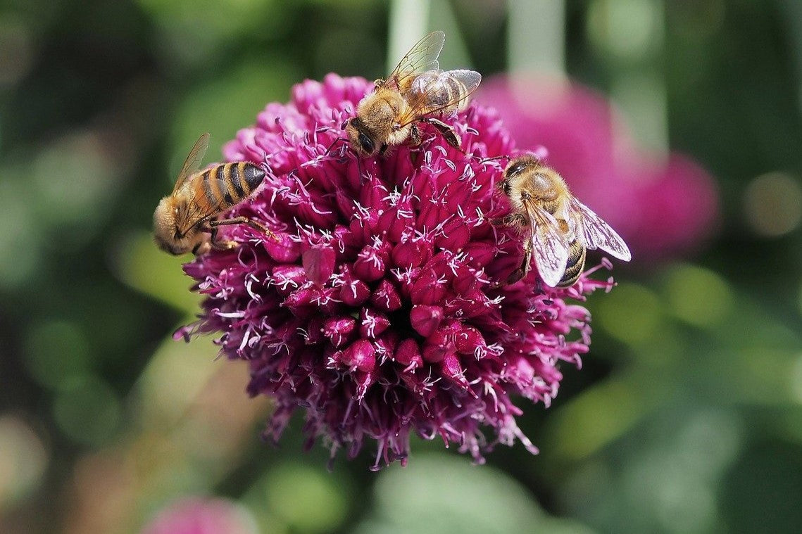 bee on allium