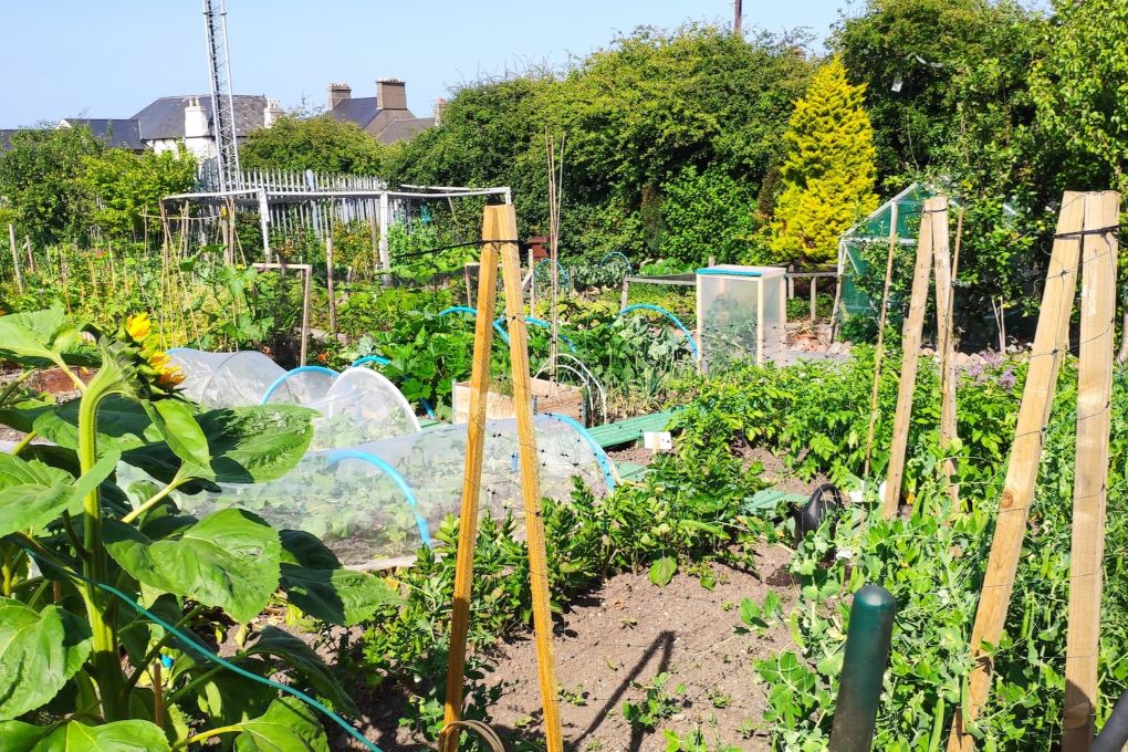 allotment