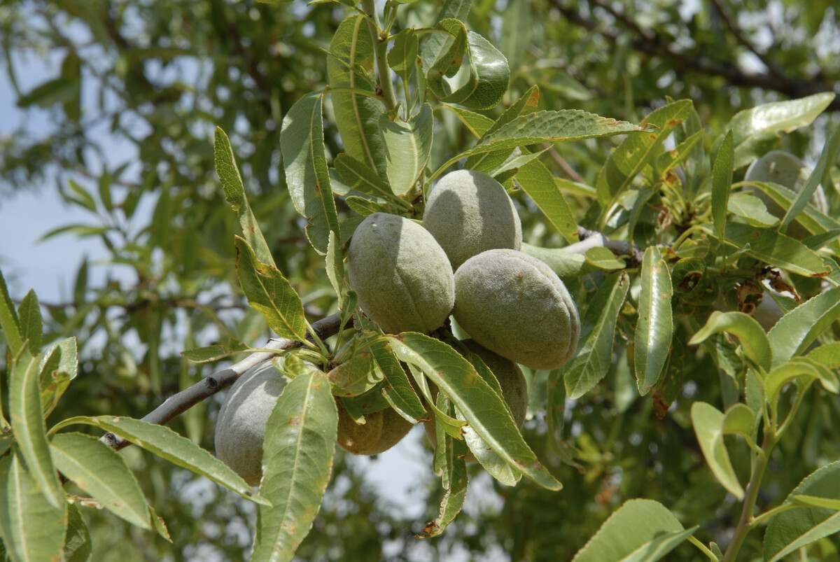 almond tree