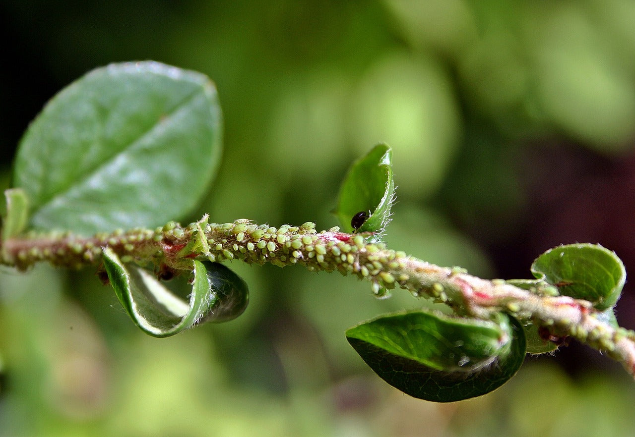 aphids