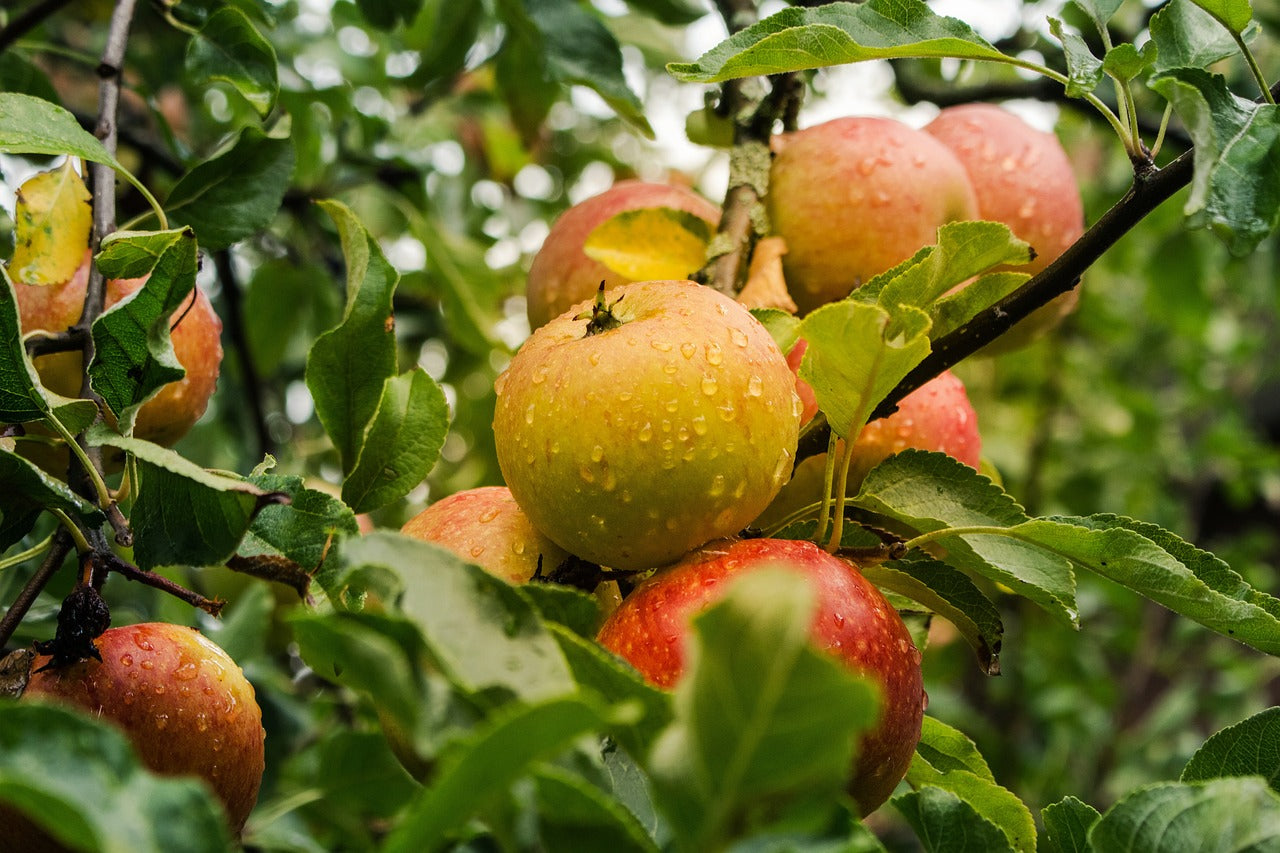 apples on tree