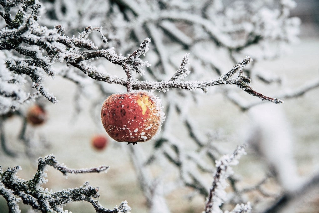 apple tree in winter