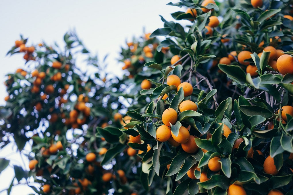 apricot tree