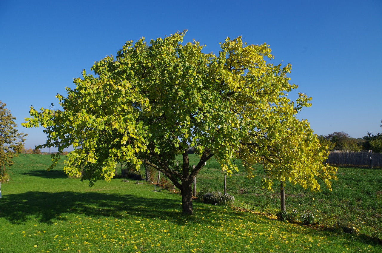 apricot tree in leaf