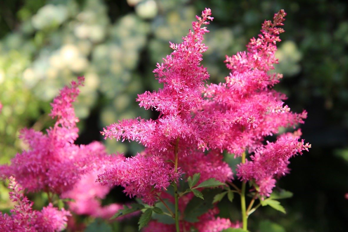 astilbe