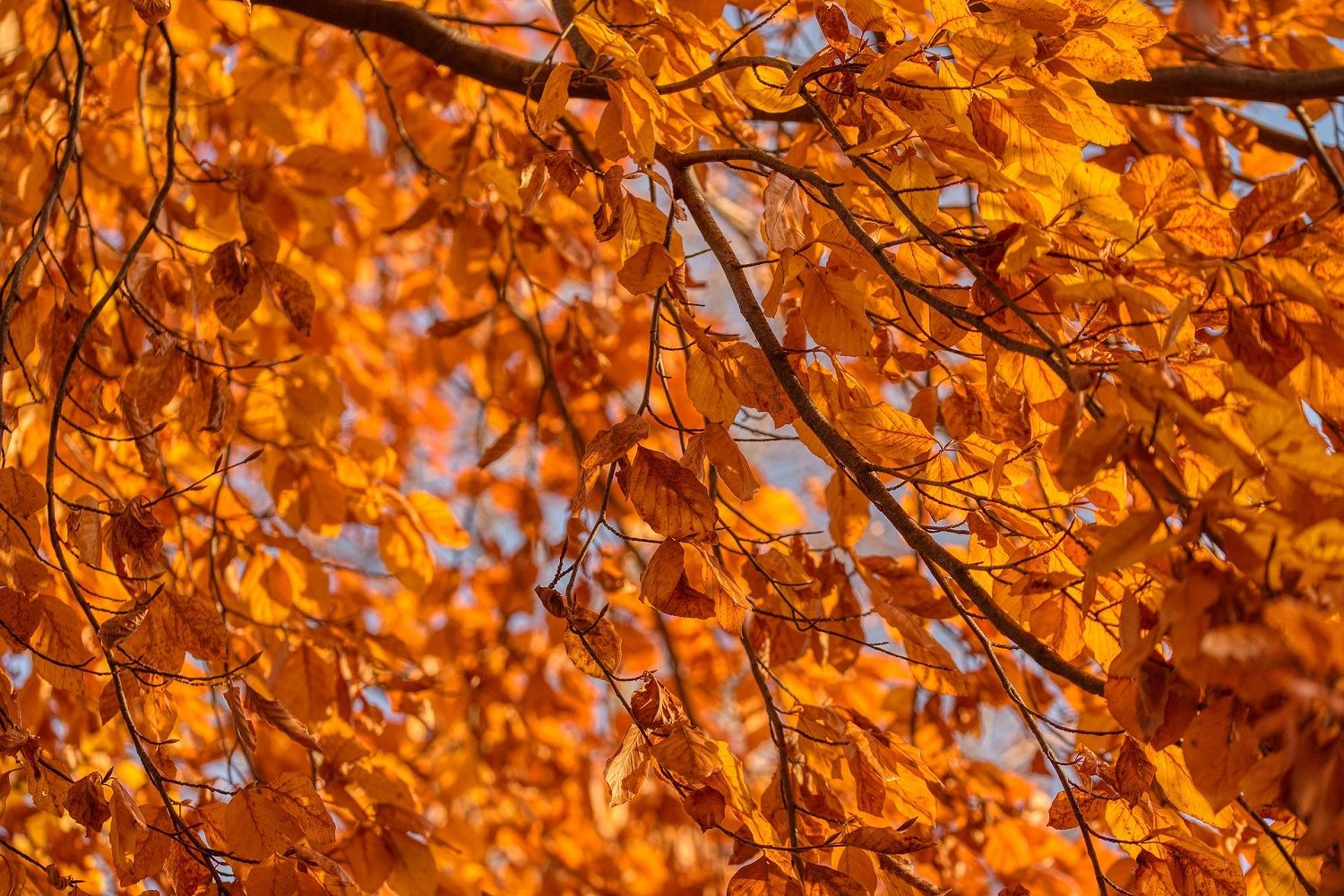 autumn birch tree