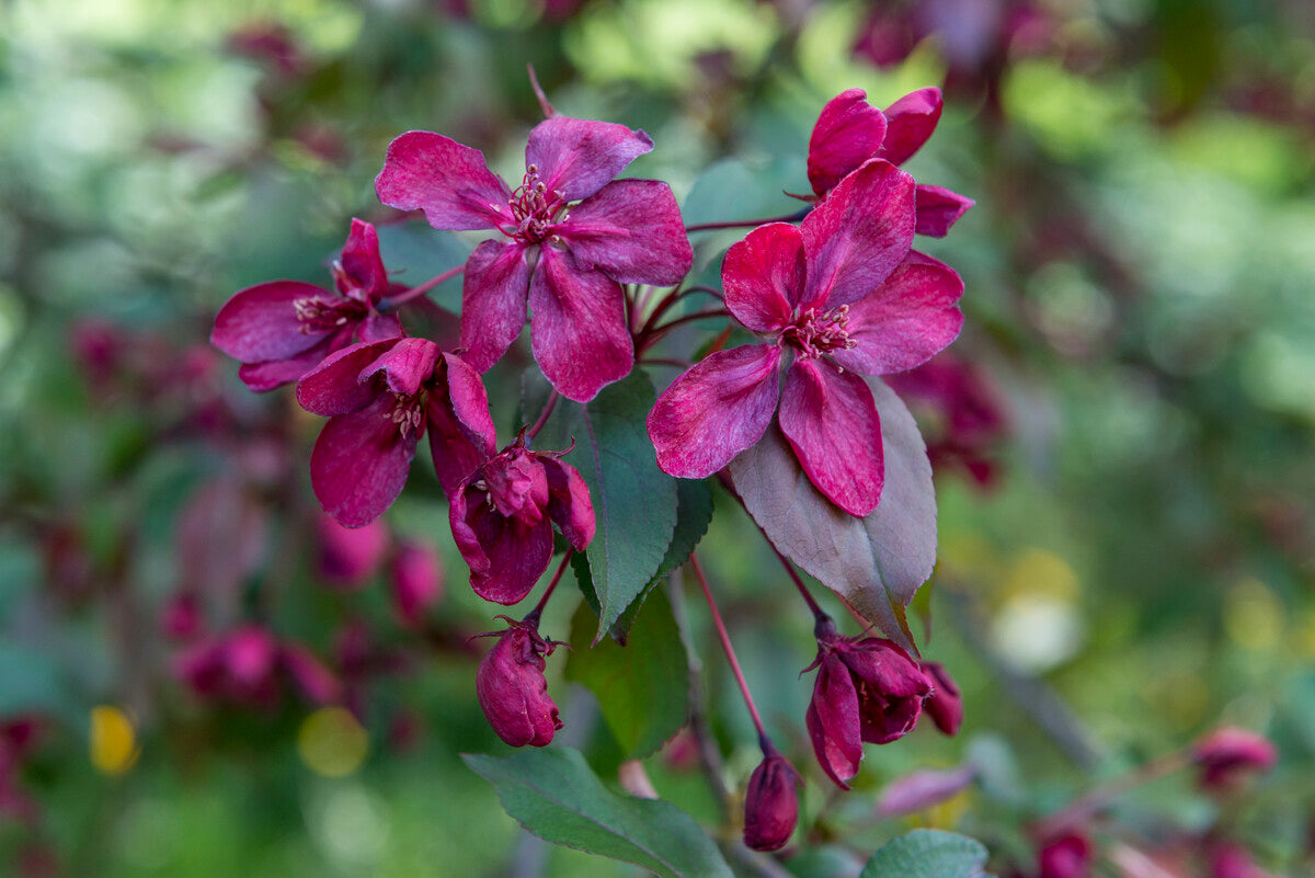 royalty crabapple