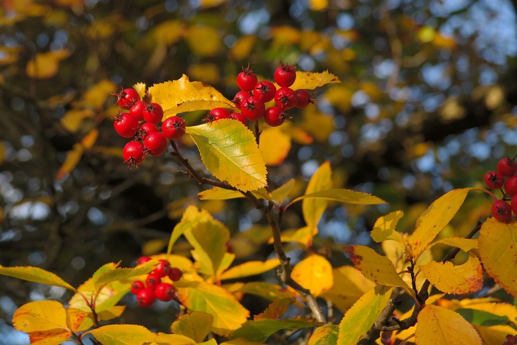 autumn hawthorn