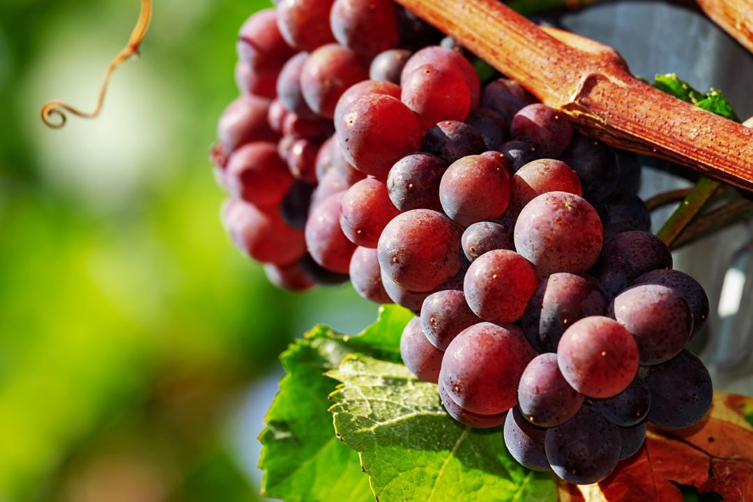 autumn royal seedless grape