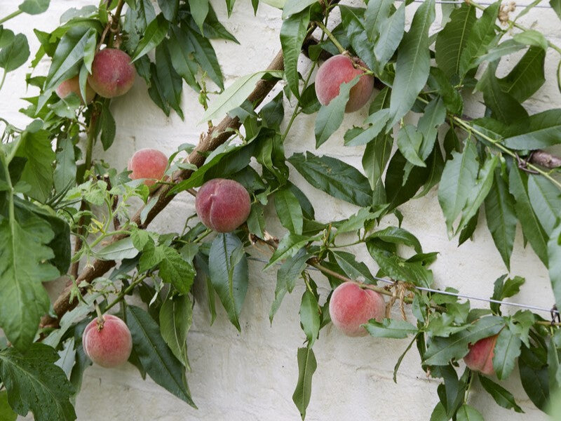 peach tree