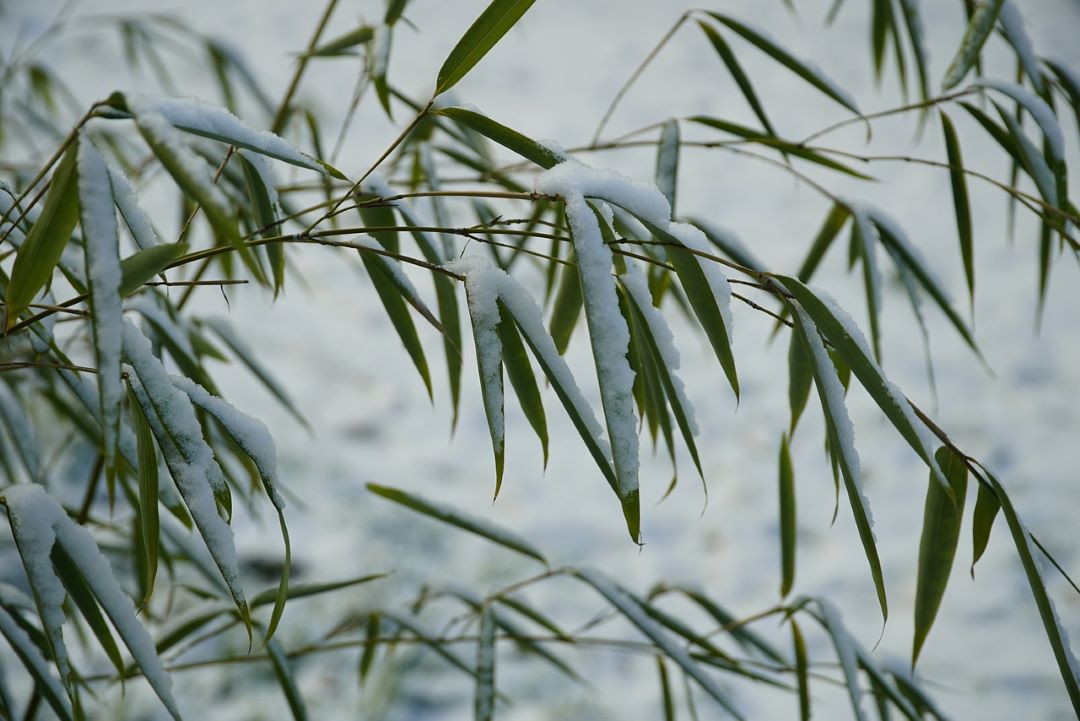bamboo in winter