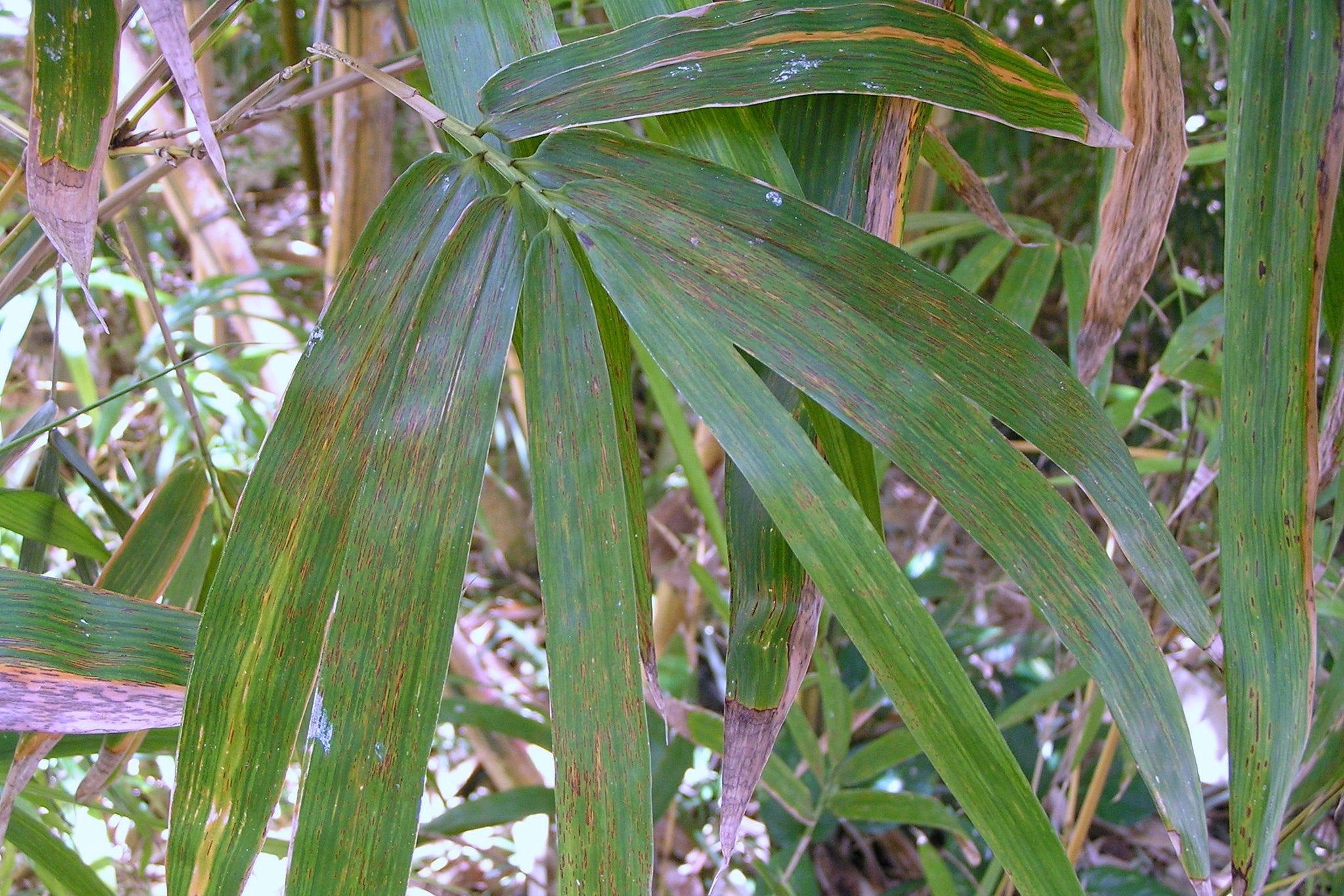 rust disease on bamboo leaf