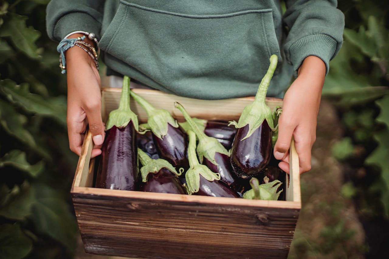 aubergines