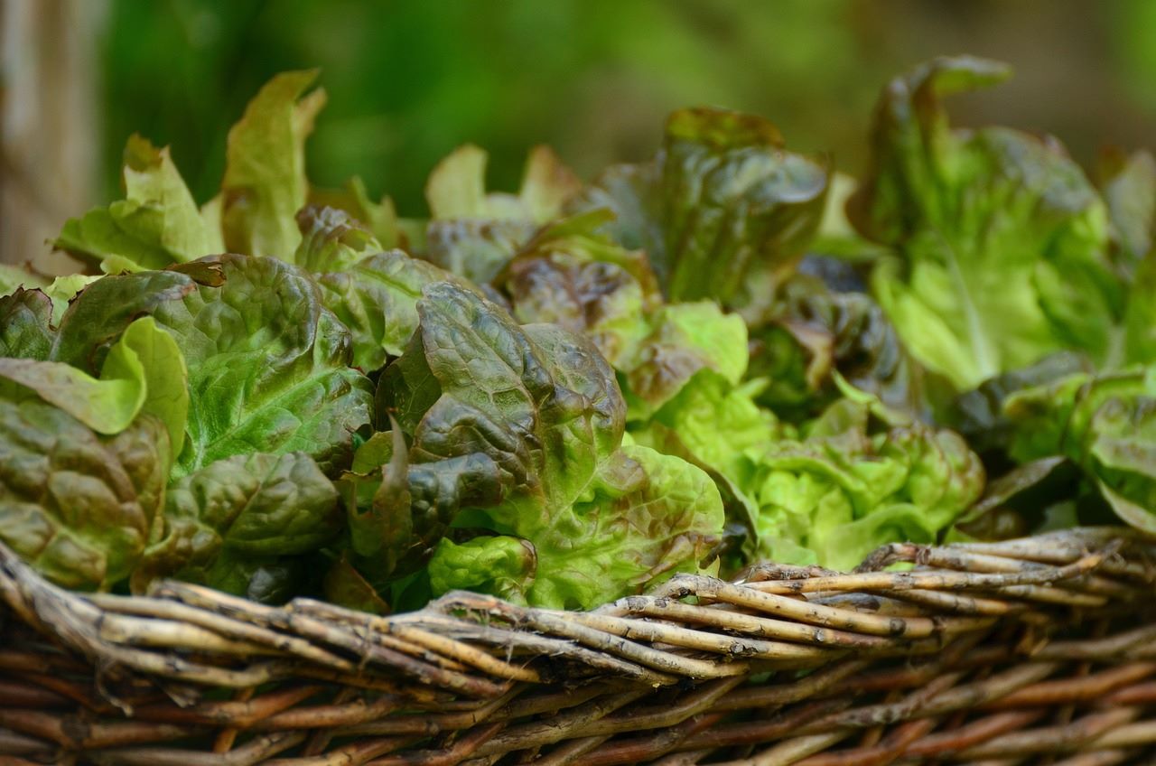 basket of lettuce leaves