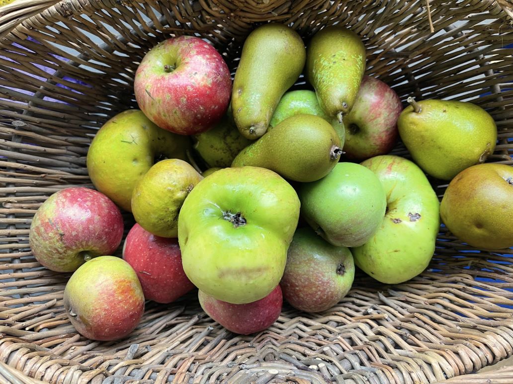 basket of apples and pears