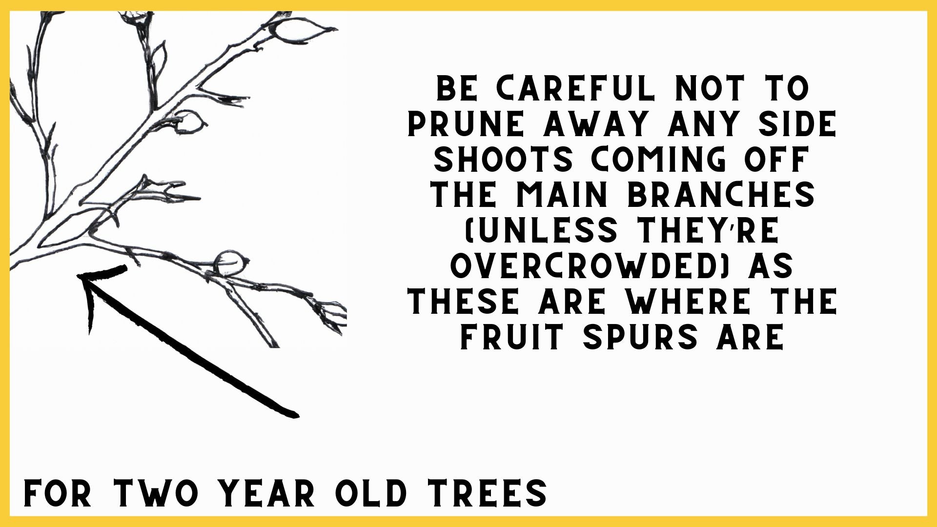 be careful pruning side shoots