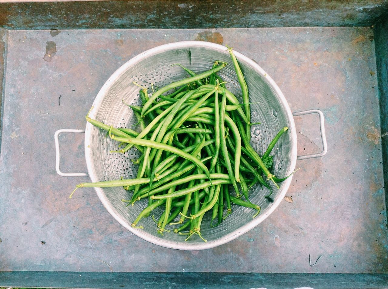 bean harvest