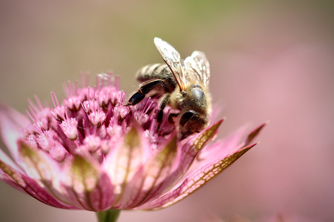 bee on astrantia