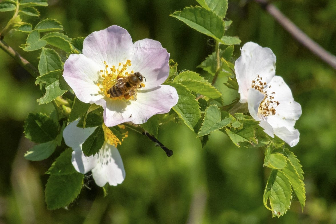 bee on wild rose