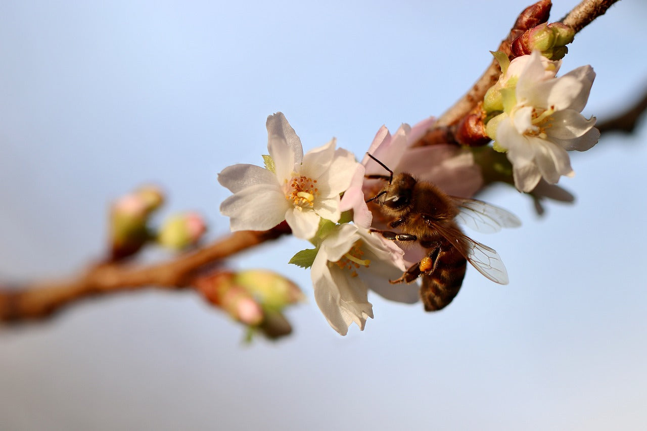 bee on cherry blossom