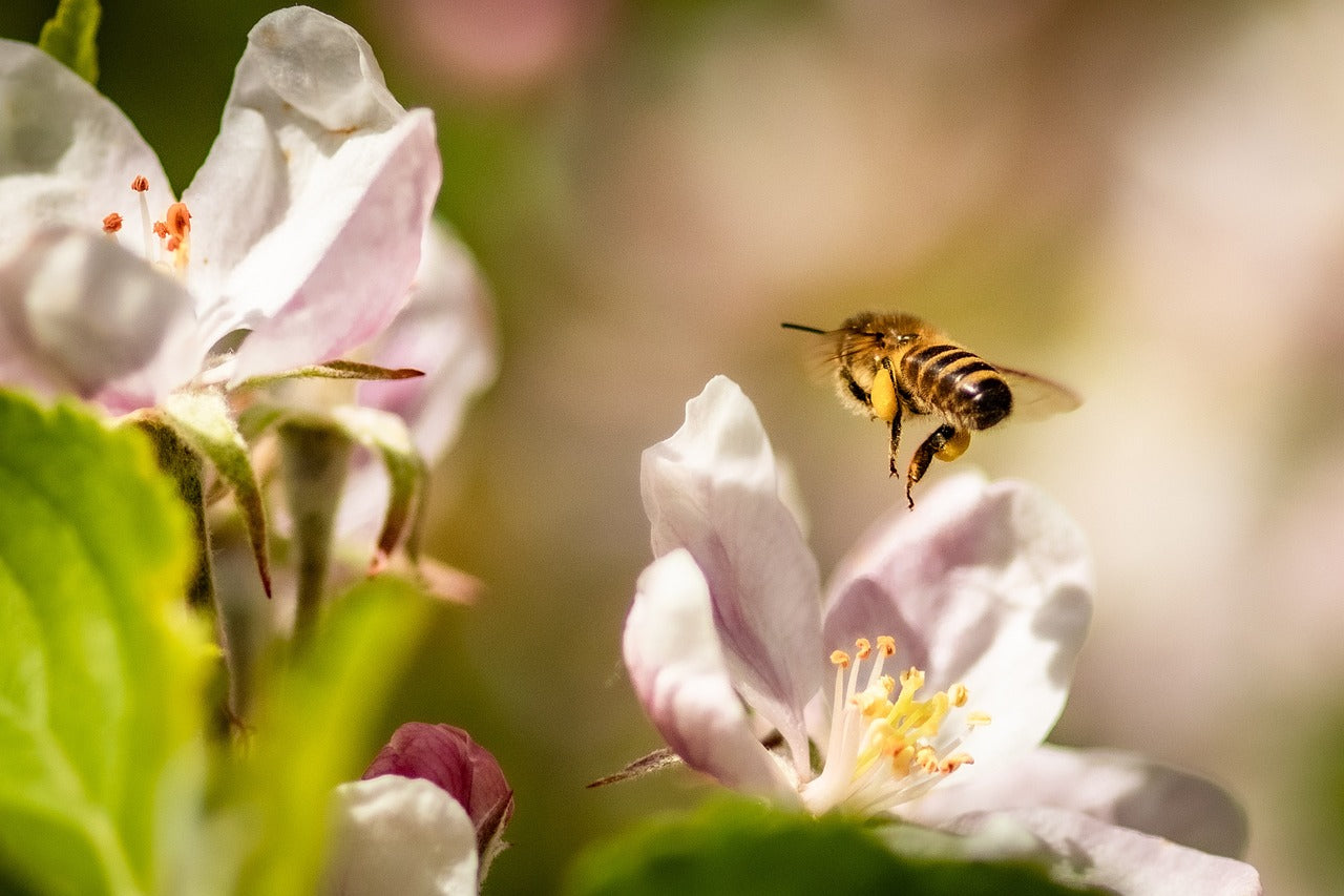 bee pollinating apple blossom