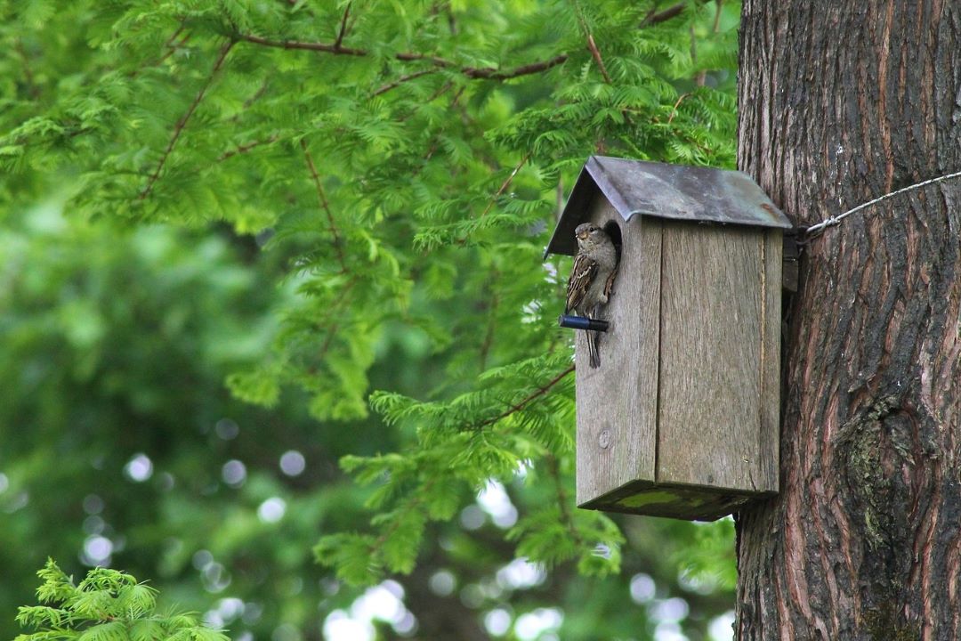 bird box in tree