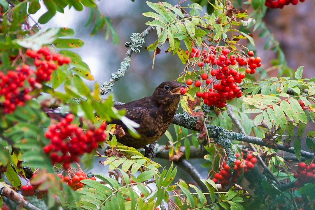 bird eating rowan berries