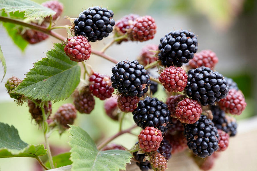 blackberry plant