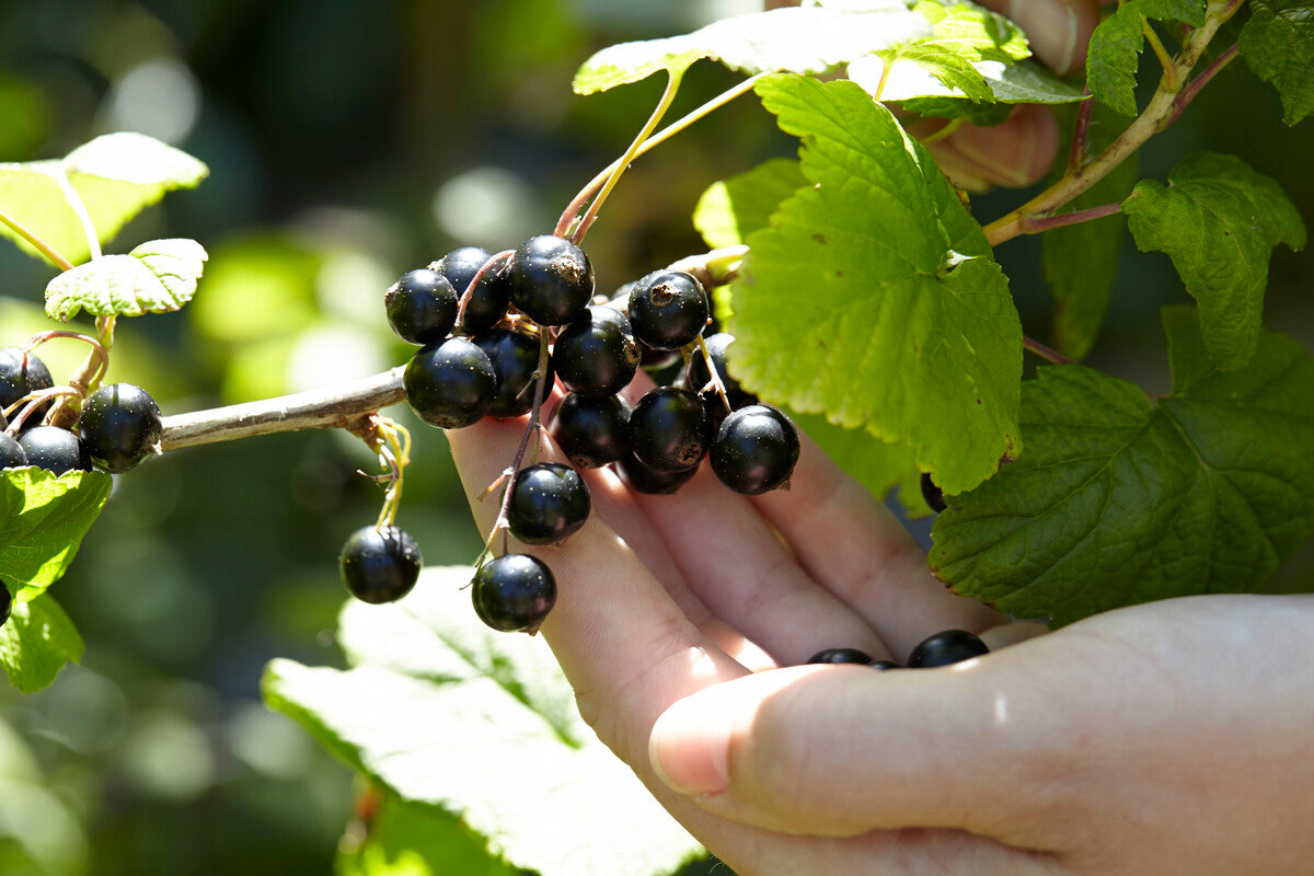 blackcurrants