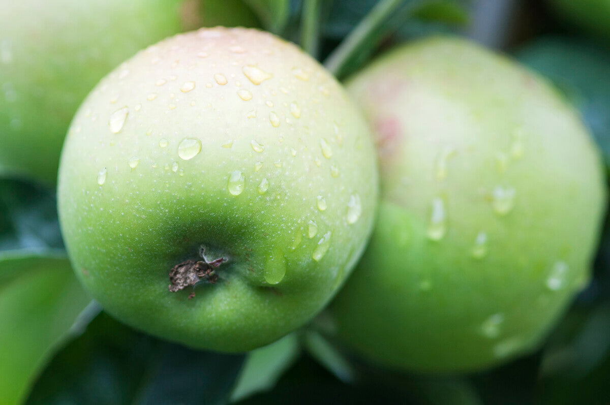 blenheim orange