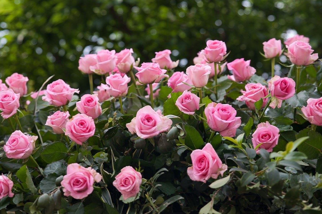 block planting roses