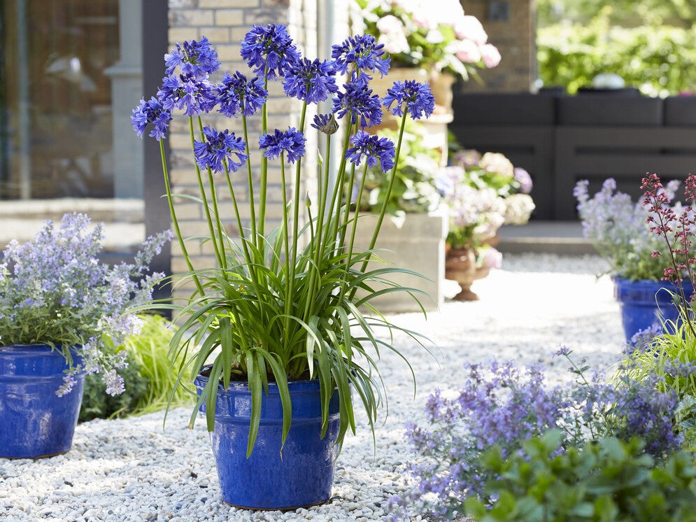 agapanthus blue thunder