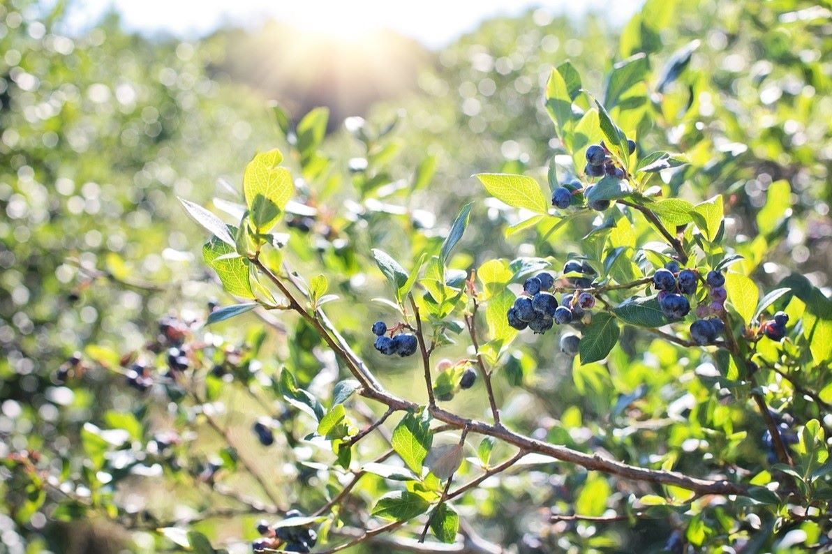 blueberries growing in sun