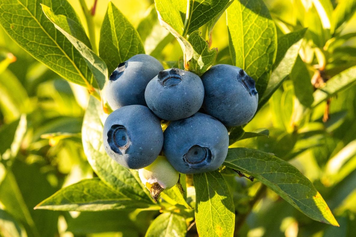 blueberries on plant