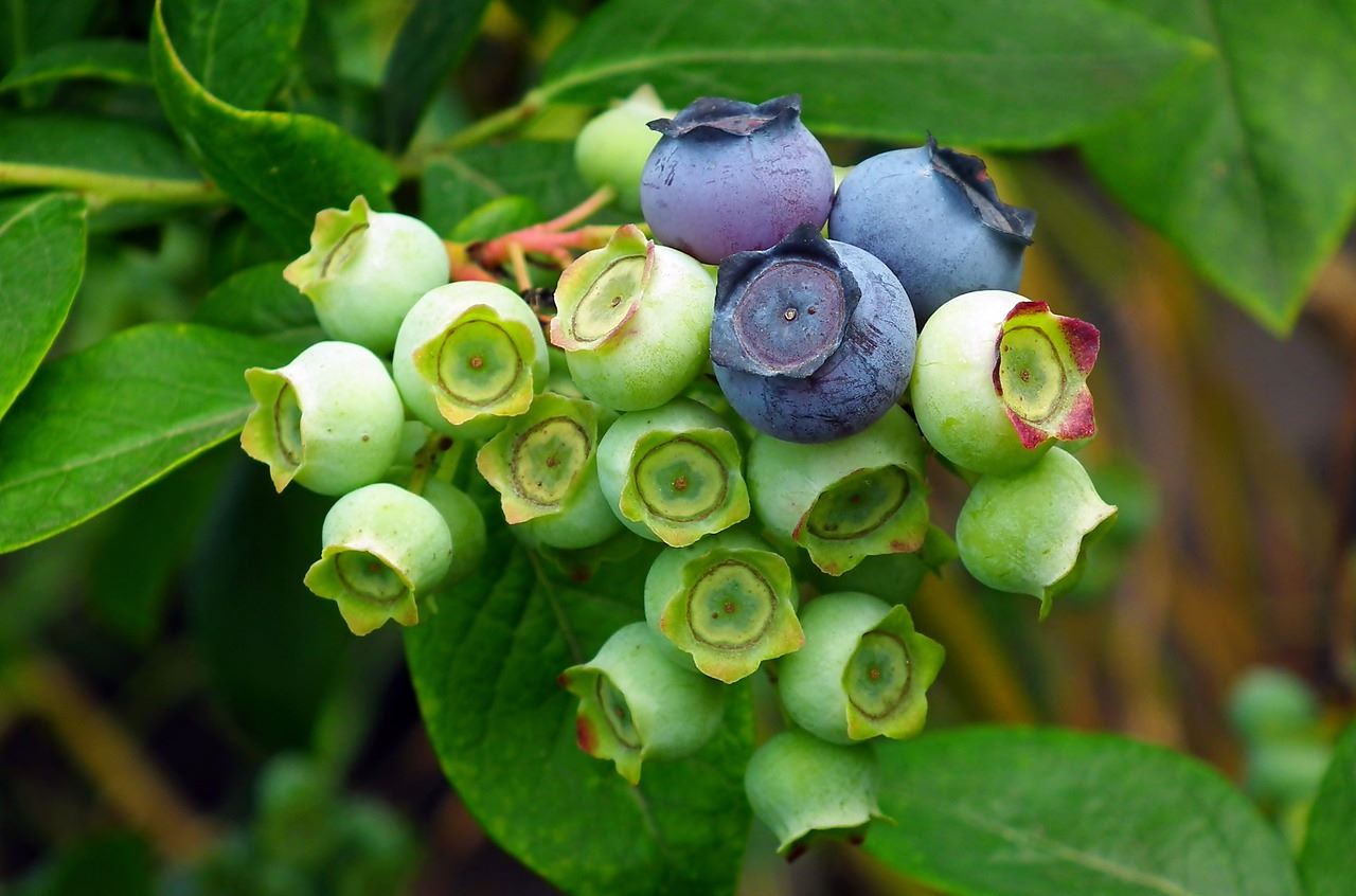 blueberries ripening