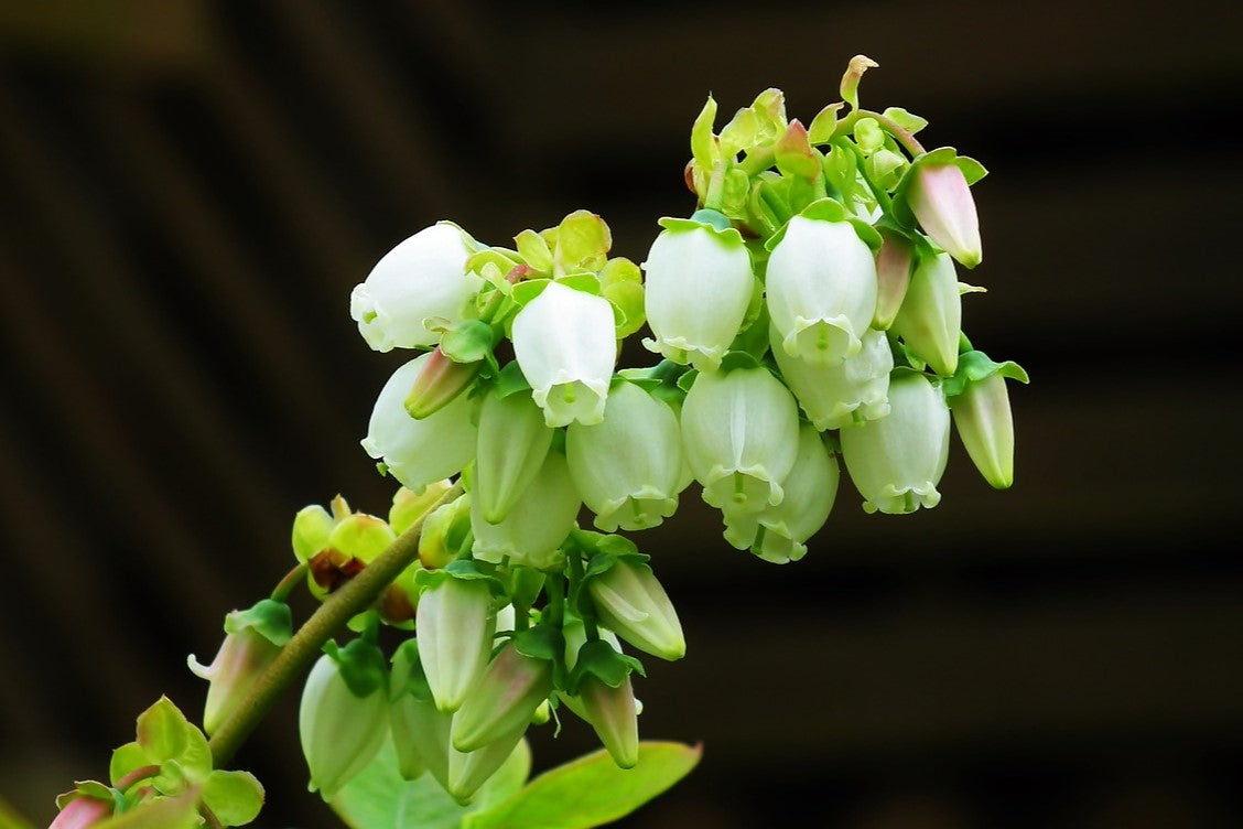 blueberry blossom