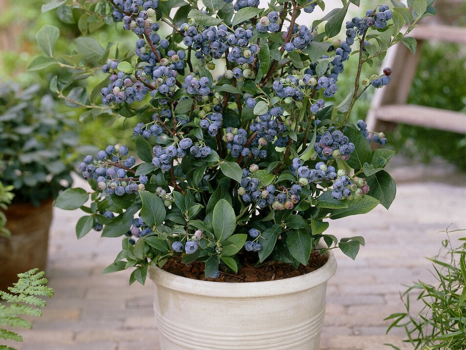 blueberry bush in pot