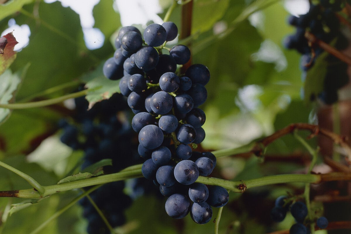 boskoop glory grapes