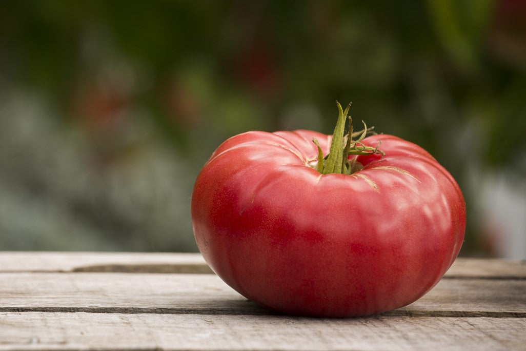 brandywine tomato