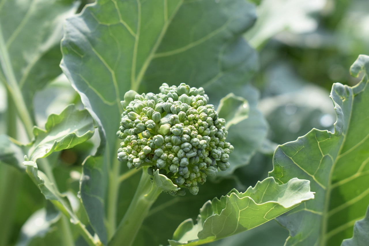 broccoli side shoot