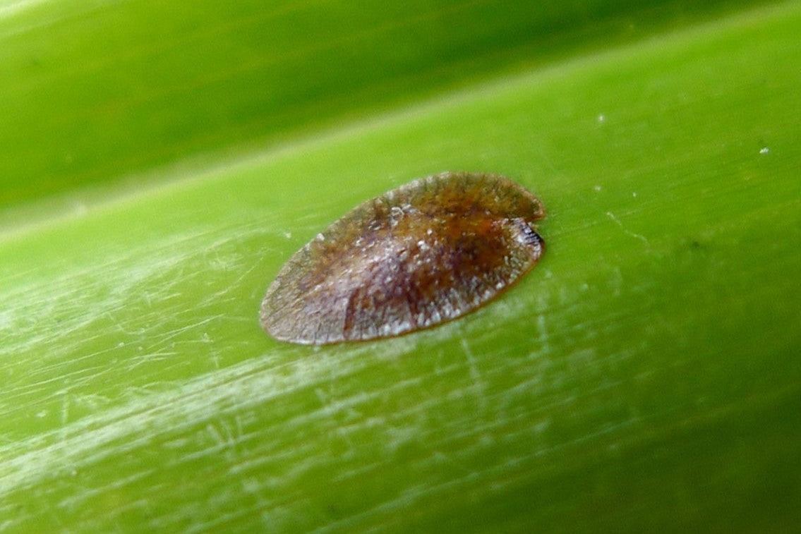 brown scale insect